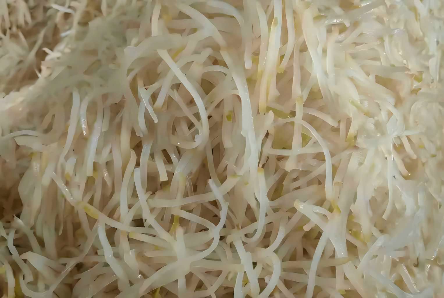 芥菜丝(半成品)